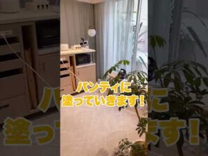 【しろねこみゃあこ】入浴中のみゃあこちゃんのパンツにアレを塗ってみたｗｗ #shorts