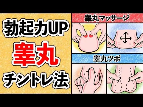 【2025年 性 教育 おすすめ】睾丸マッサージで勃起力がグンと上がる方法３選